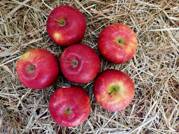 яблоки есть в саду
 - Фото, изображение