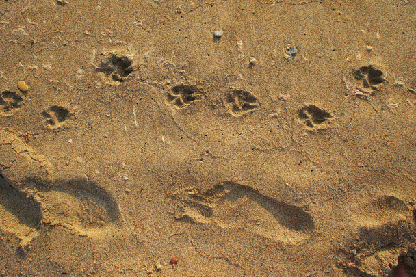 сліди в піску
 - Фото, зображення