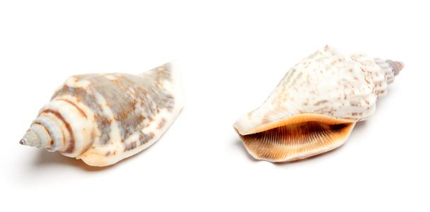 Две ракушки изолированы на белом
 - Фото, изображение