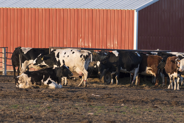 Vacche da latte in un cortile
 - Foto, immagini