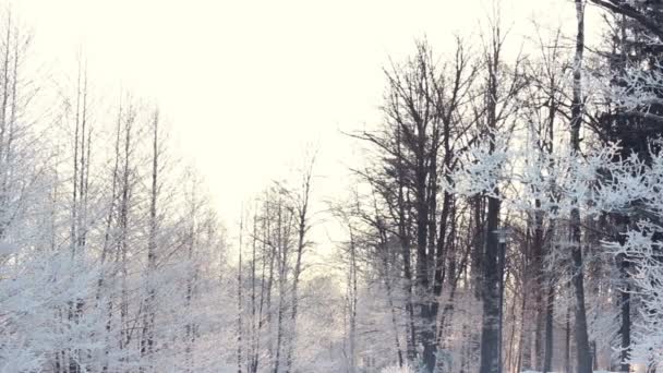 Tło zima. Pokryte śniegiem drzewa w lesie, zimą - Materiał filmowy, wideo