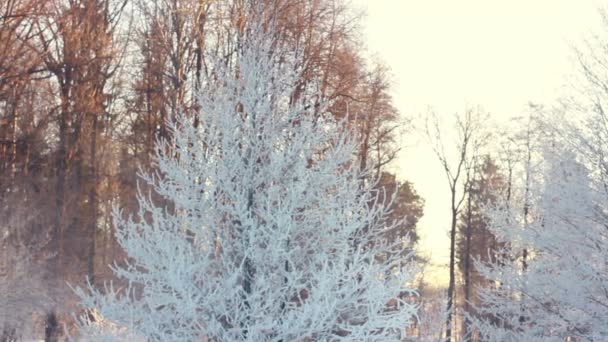 雪は、冬の公園に木を覆われました。冬のシーン。公園内の木の雪枝 - 映像、動画