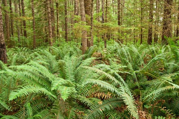 Ліс папороті
 - Фото, зображення