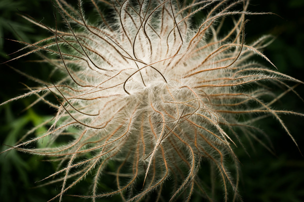 anemoon pulsatilla - Foto, afbeelding