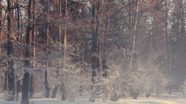 Winterpark. nebliger Morgen im Winterpark. Schnee bedeckte Bäume im Winterpark - Filmmaterial, Video