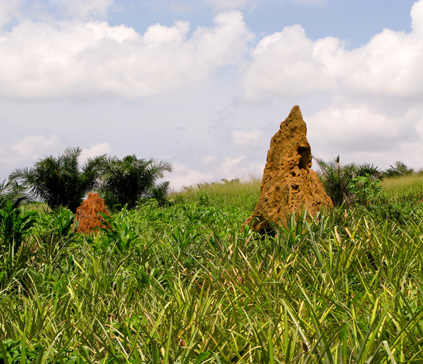Termite Mound au Ghana Afrique de l'Ouest
 - Photo, image