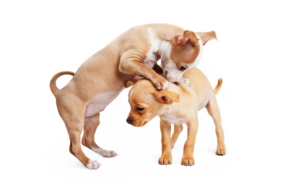 Dos Chihuahua juguetones
 - Foto, imagen