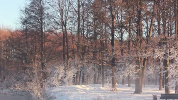Park zimowy z ławki parkowe, rzeki i zimowe drzewa w pełnym słońcu pomarańczy - Materiał filmowy, wideo