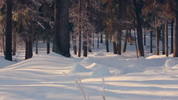 Parco innevato in inverno. Parco invernale. Luce del sole sulla neve nel parco invernale
 - Filmati, video