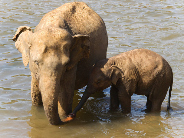 Mother and baby of asian elephants - Φωτογραφία, εικόνα