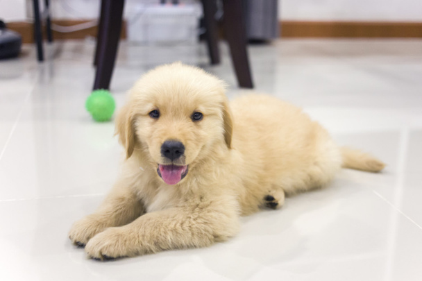 Portrait of golden retriever puppy on the floor at room - Photo, Image
