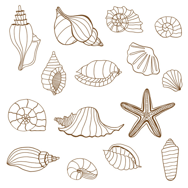 Sea shells. Brown and white - Vetor, Imagem