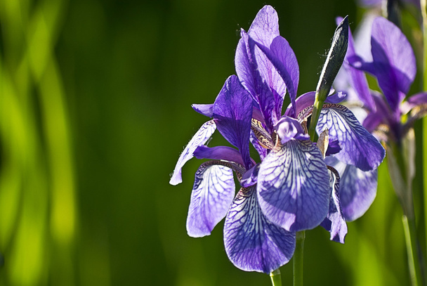 flor del iris sobre un fondo verde - Foto, Imagen
