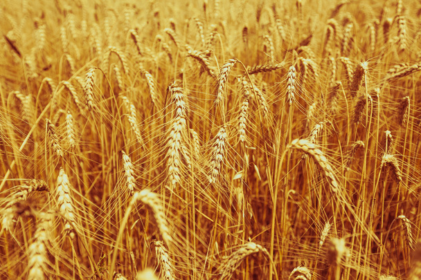 Ripe Cereal field - Photo, Image