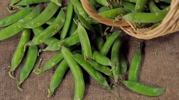 basket of ripe pea pods.  - Footage, Video