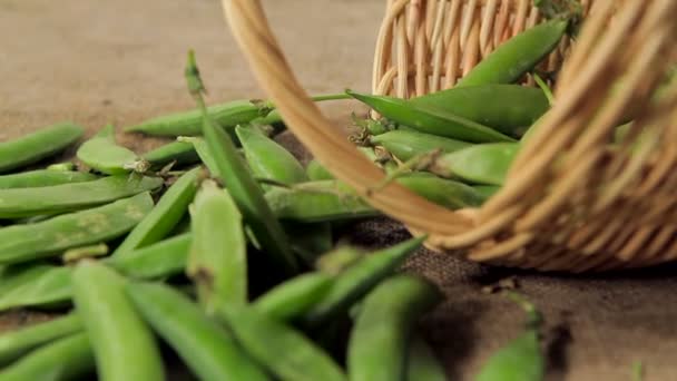 basket of ripe pea pods.  - Footage, Video