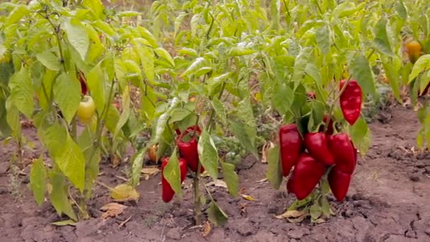 De oogst van rode peper.  - Video
