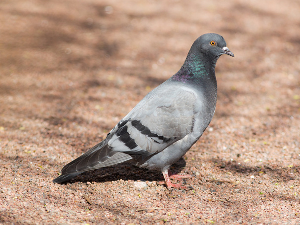gray pigeon on the ground - 写真・画像