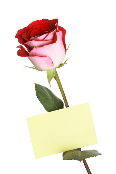 groeten rose - Foto, afbeelding