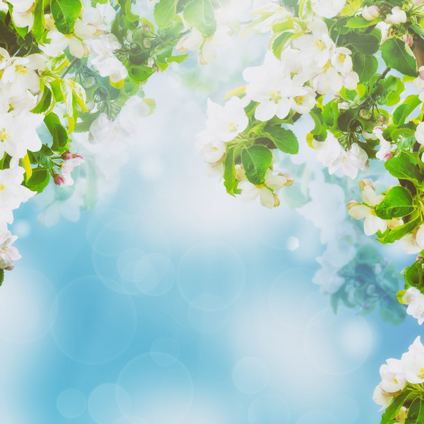 Fundo floral da Apple
 - Foto, Imagem