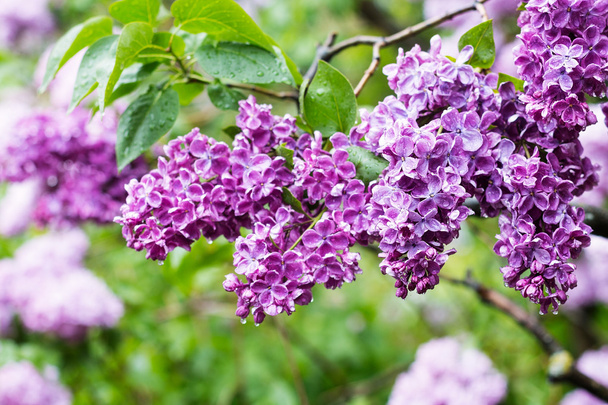 Lilac flowers after rain - Photo, Image