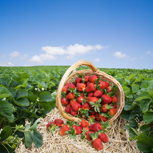 Erdbeeren im Korb auf dem Feld - Foto, Bild