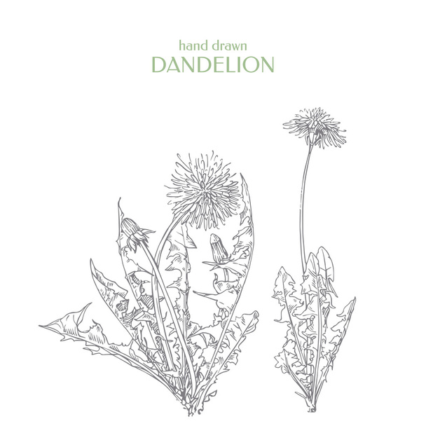 Vector Taraxacum officinale. Hand drawn dandelion - Vetor, Imagem