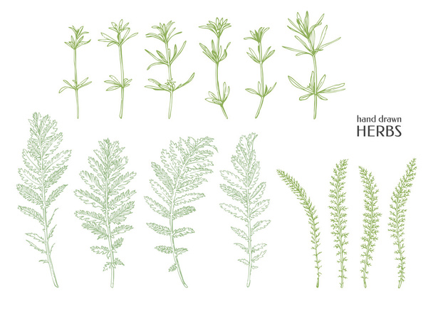 Hand drawn herbs. - Διάνυσμα, εικόνα
