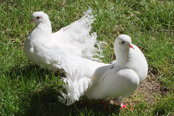 緑の芝生の上の 2 つの白い鳩 - 写真・画像