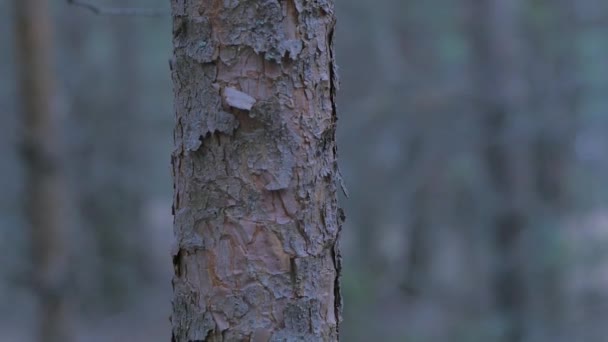 strom - Záběry, video