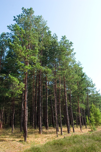 Pine grove - Foto, Bild