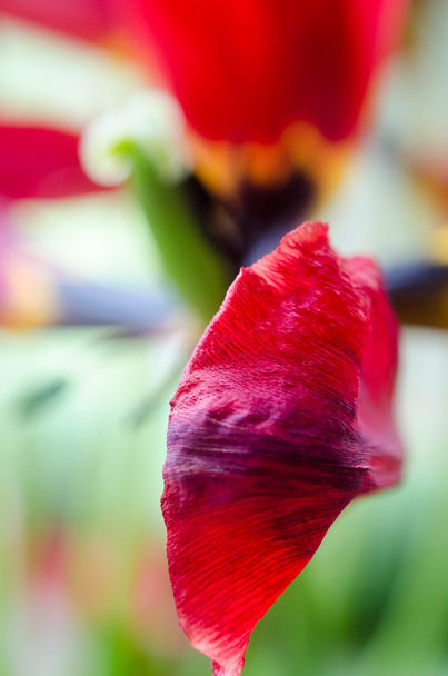 red tulip macro - 写真・画像