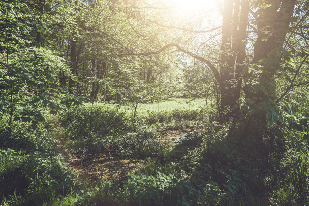 kaunis vihreä metsä vanhoja puita Saksassa
 - Valokuva, kuva