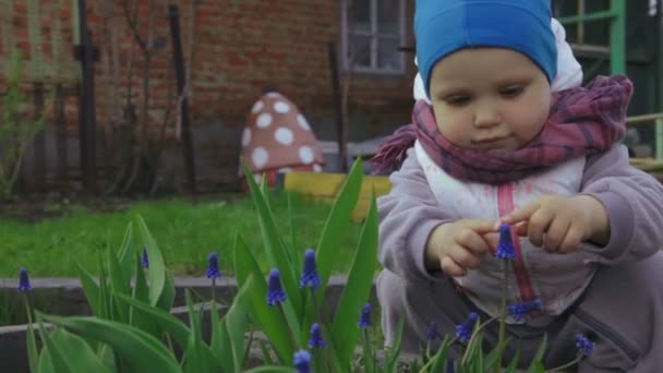 Babymeisje ruikt een blauwe bloem - Video