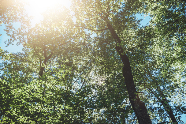 boomtop met zonlicht en mooie lens flares en groene bladeren - Foto, afbeelding
