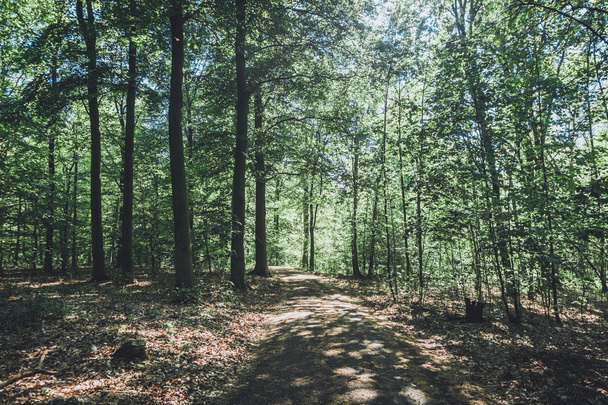 trail at forest - beautiful nature scene - Foto, Bild