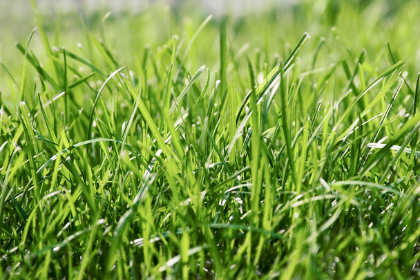 Grass. Photo for background. - Foto, Imagem