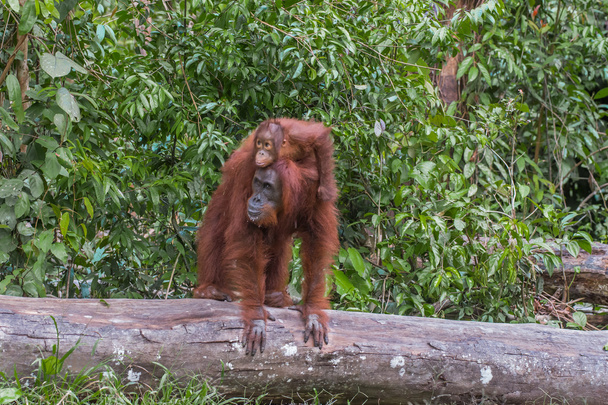 Madre orangután de pie sobre un tronco con un niño en la espalda (Kalimantan
) - Foto, Imagen