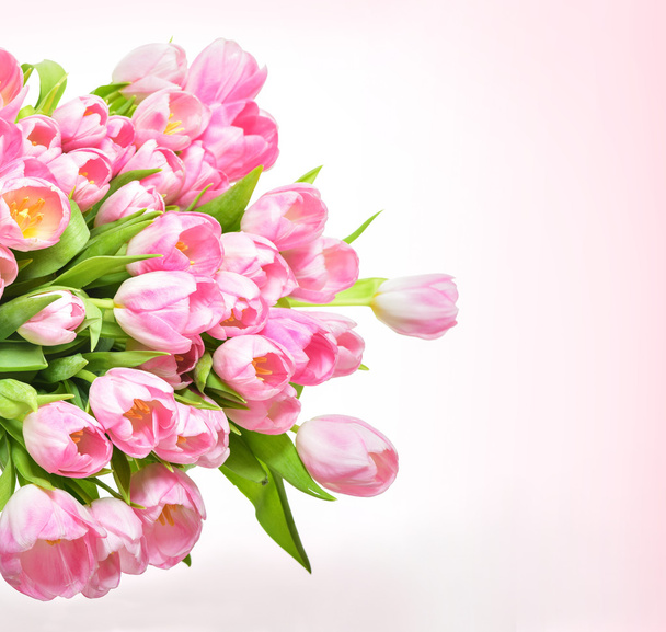 Jarní Tulipán květy - Fotografie, Obrázek