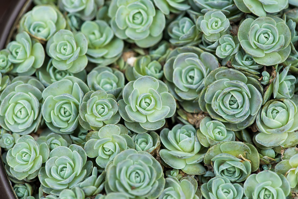  Miniature succulent plants - Zdjęcie, obraz