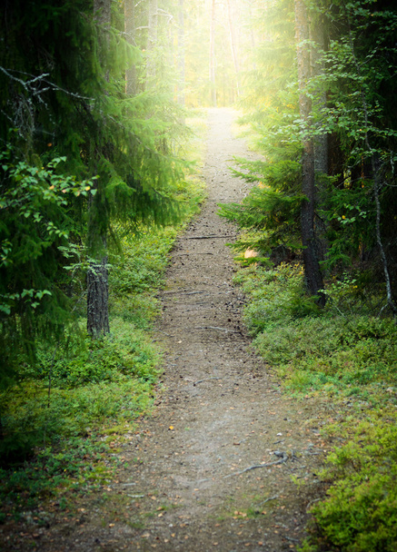 извилистый лесной путь
 - Фото, изображение