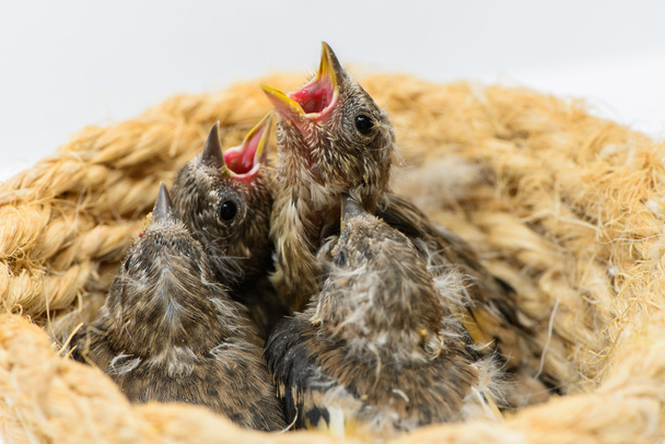 Stehlík ptáčat v hnízdě - Fotografie, Obrázek