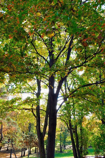 Autumn tree - Foto, Bild