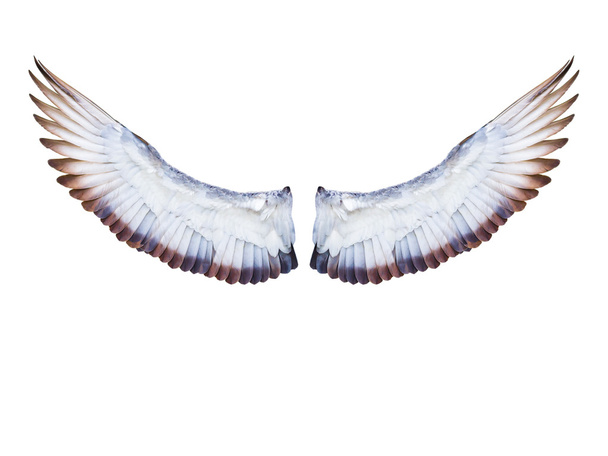 vliegende duif vogel vleugel volledig uit te breiden - Foto, afbeelding