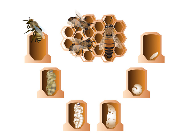 Ciclo de vida de las abejas europeas
 - Foto, imagen