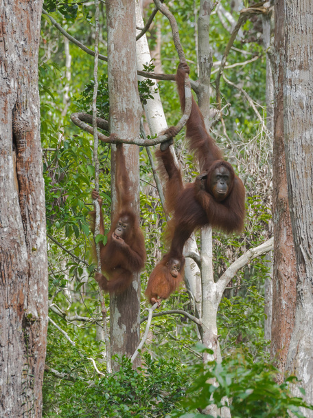 Manos fuertes orangutanes les permiten moverse sin esfuerzo entre los árboles (Indonesia
) - Foto, Imagen