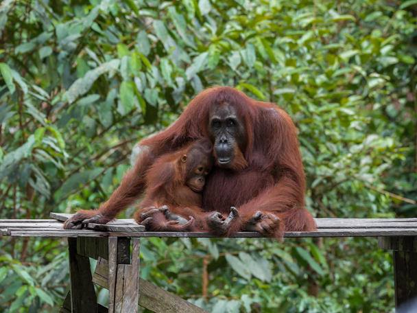 Mamá y el bebé orangutanes dormidos se sientan en una plataforma de madera en la selva (Tanjung Puting National Park, Borneo / Kalimantan, Indonesia
) - Foto, imagen