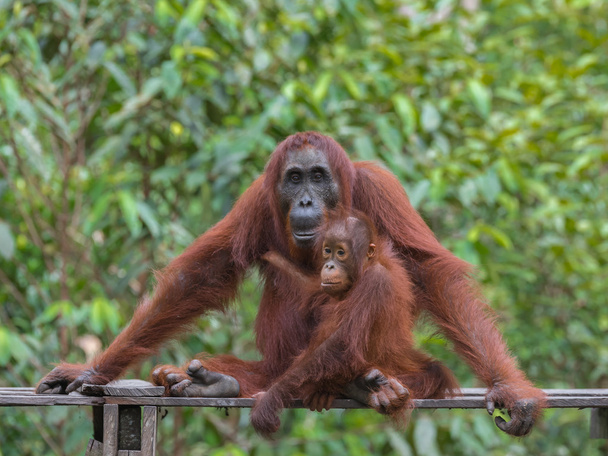Madre orangután y su bebé sentados en una plataforma de madera (Indonesia
) - Foto, imagen