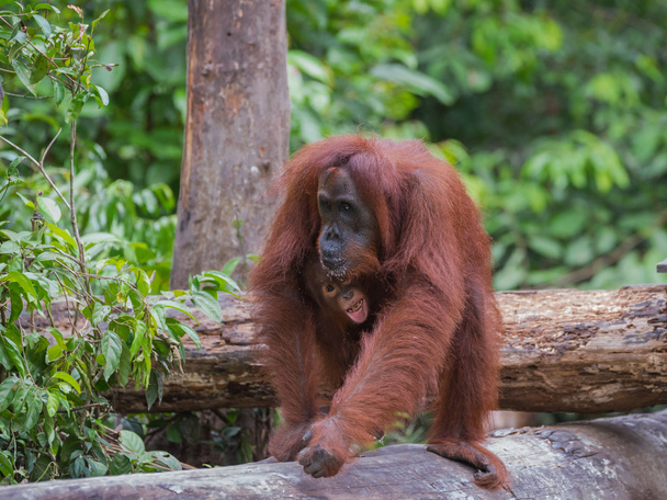 Baby orang-oetan sparkles gelukkige glimlach, vastklampen aan zijn moeder (Indonesië, Borneo/Kalimantan) - Foto, afbeelding