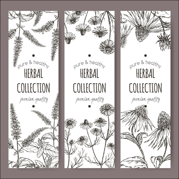 Set of 3 vector labels with peppermint, chamomile and echinacea - Vector, imagen